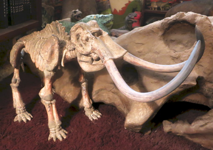 Mammoth-skeleton-model