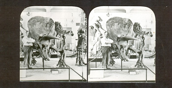 Triceratops stereo